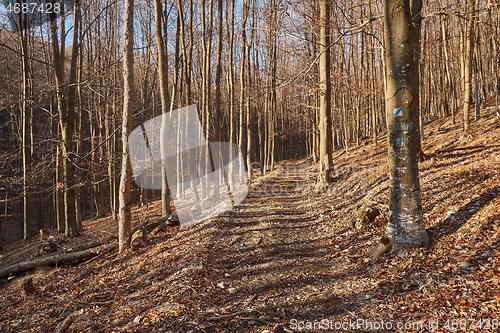 Image of Autumn forest path