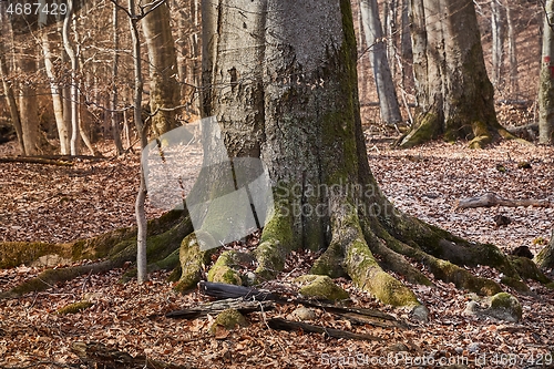 Image of Tree Trunk in autumn