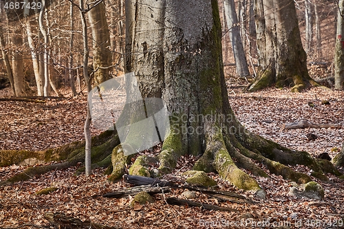 Image of Tree Trunk in autumn