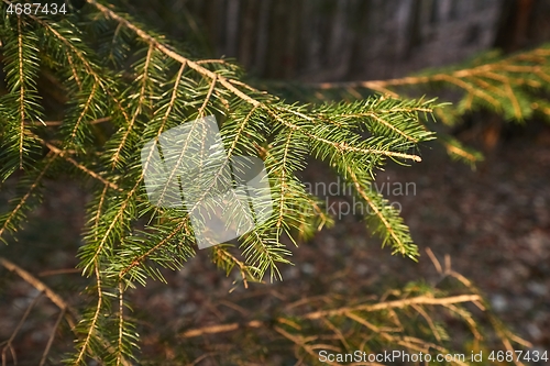 Image of Pine Tree Branches