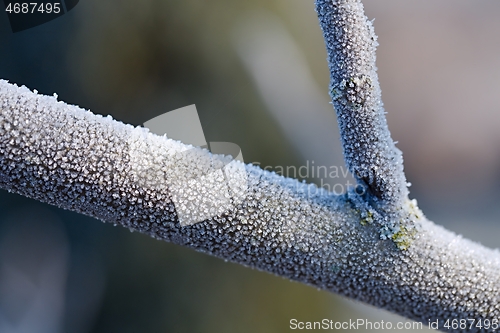 Image of Winter tree branch closeup