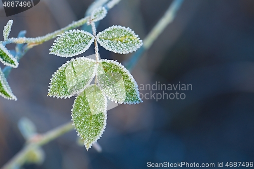 Image of Frozen leaves with frost