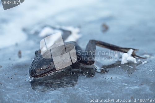 Image of Frozen frog on ice