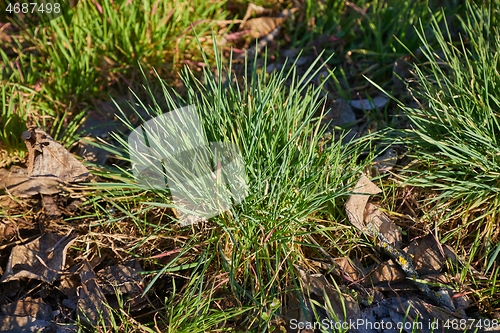 Image of Green Grass Field