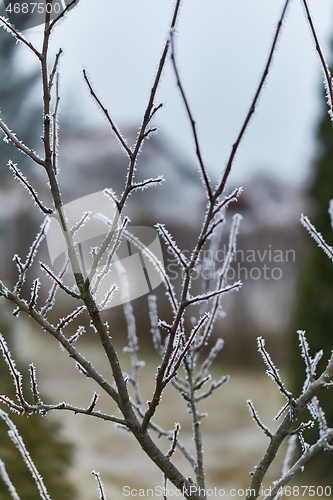 Image of Icy Frosted Branches