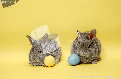 Image of Easter bunny rabbits with painted eggs on yellow background. Easter holiday concept.