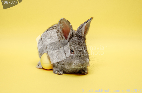 Image of Easter bunny rabbit with painted egg on yellow background. Easter holiday concept.