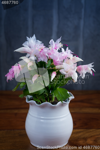 Image of Christmas cactus (Schlumbergera) plant in pot 