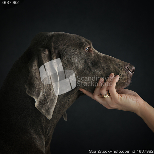 Image of Weimariner dog at profile