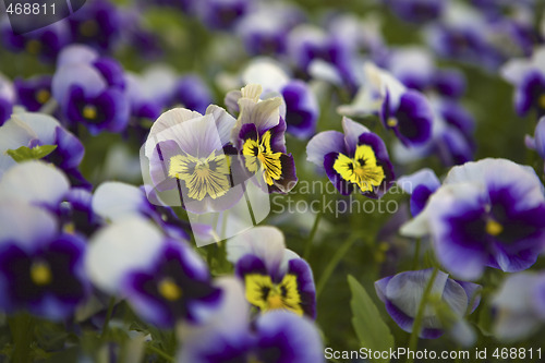 Image of A field of violet-yellow violas