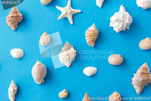 Image of different sea shells on blue background