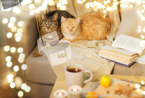 Image of two cats lying on sofa at home