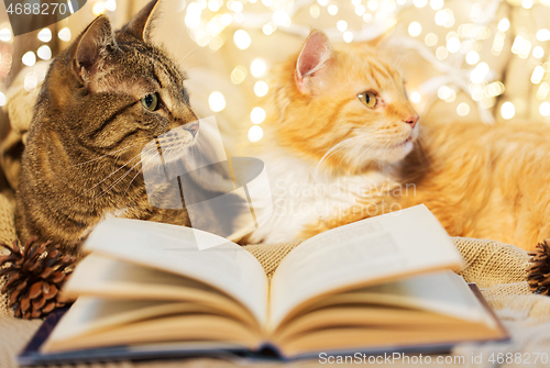 Image of two cats lying on sofa with book at home