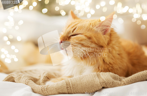 Image of red cat sleeping on blanket at home in winter