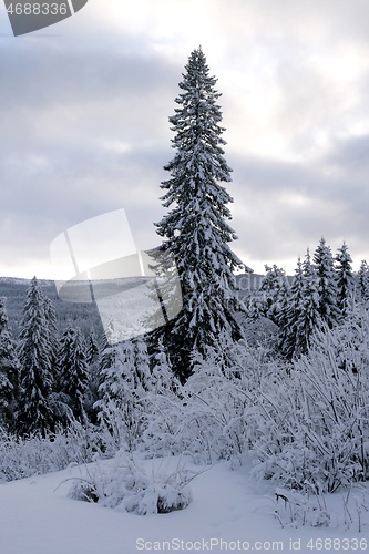 Image of Spruce in winter