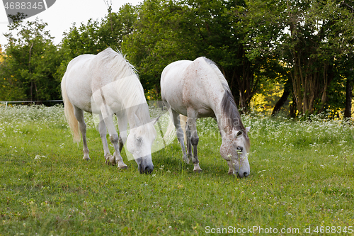 Image of two white horse is grazing in a spring meadow