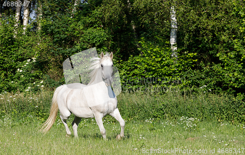 Image of white horse running in spring pasture meadow