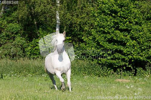 Image of white horse running in spring pasture meadow