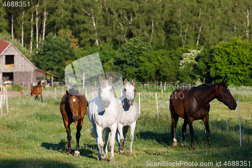 Image of beautiful herd of horses in farm