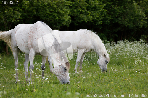 Image of two white horse is grazing in a spring meadow