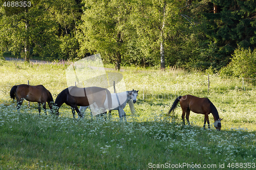 Image of beautiful herd of horses graze in spring meadow