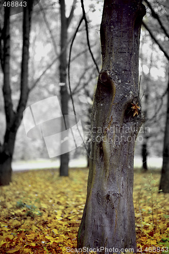 Image of Death by Autumn