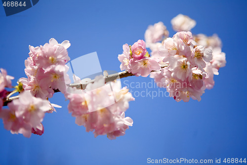Image of Branch with pink blossoms