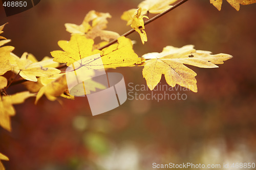 Image of A branch with yellow leaves