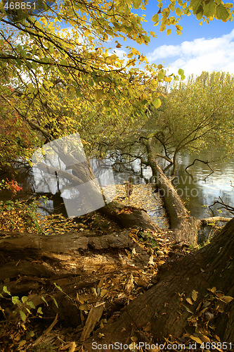 Image of  A broken down tree next to a lake.