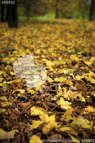 Image of Autumn Leaves
