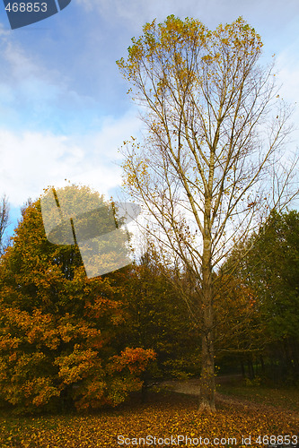 Image of Two trees, unlike brothers