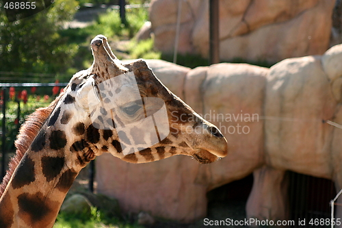 Image of Baringo Giraffe