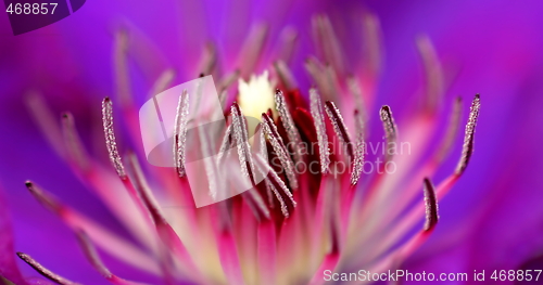 Image of Inside of a flower