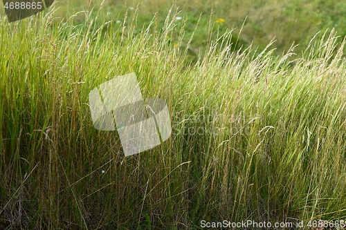 Image of close-up of lush green grass 