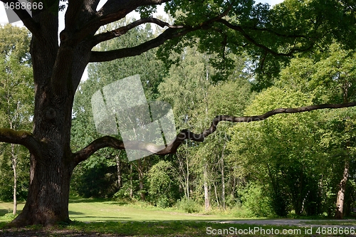 Image of beautiful oak tree with a long horizontal branch