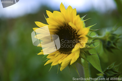 Image of Sun flower