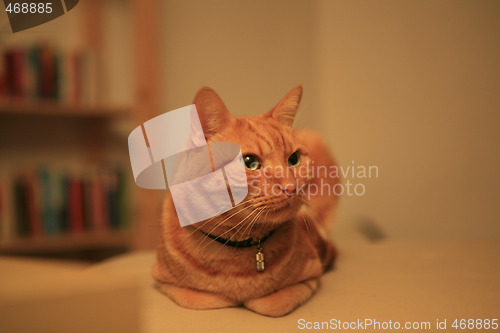 Image of A red tomcat sitting on a couch