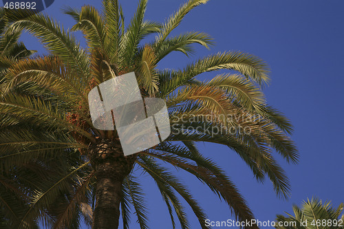 Image of Palm tree in Barcelona