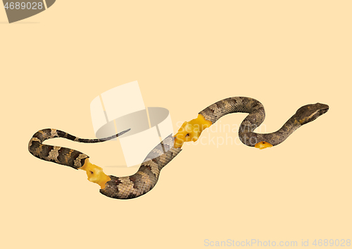 Image of An alternative snake. Modern design. Contemporary art collage.