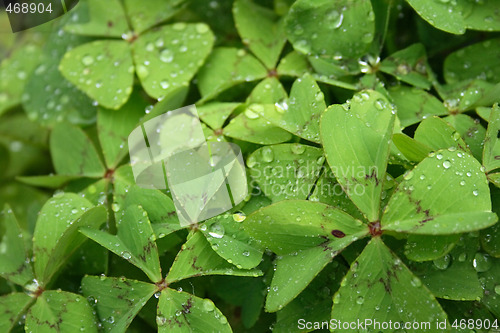 Image of green background