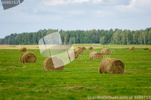 Image of green meadow with hay rolls