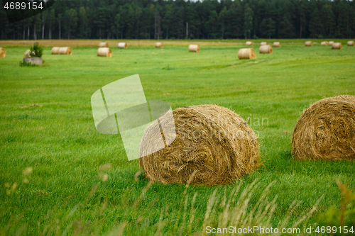 Image of green meadow with hay rolls