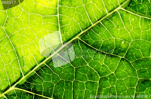 Image of leaf background