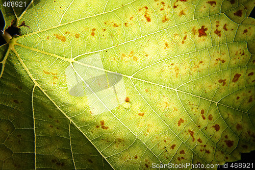 Image of leaf background