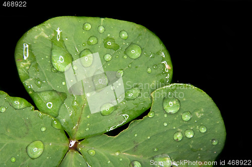 Image of leaf texture
