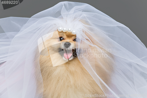 Image of beautiful spitz bride on gray background