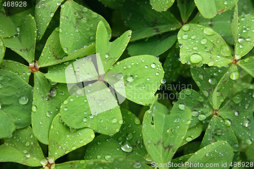 Image of green background