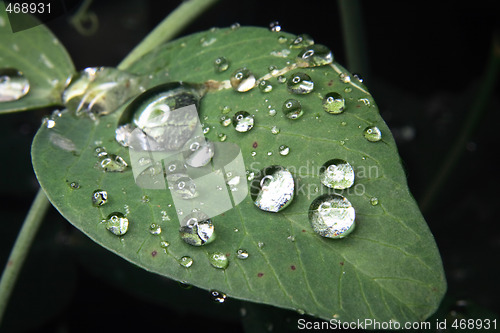 Image of leaf background