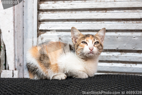 Image of cats of Cairo