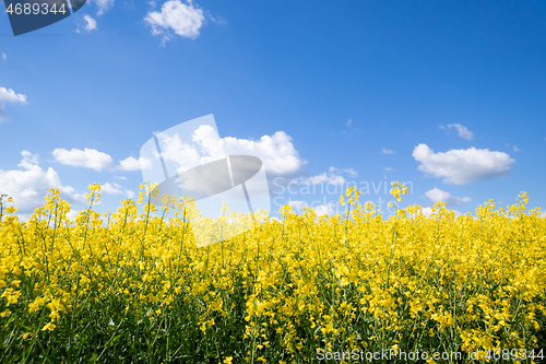 Image of rape field spring background